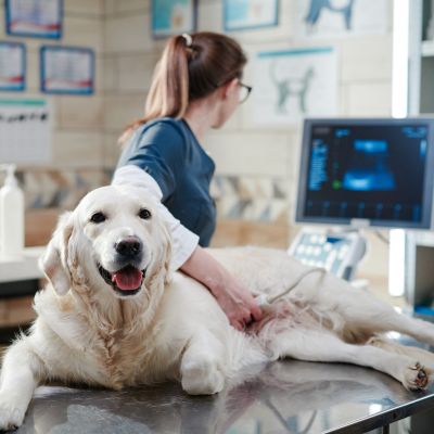vet doing pet radiology