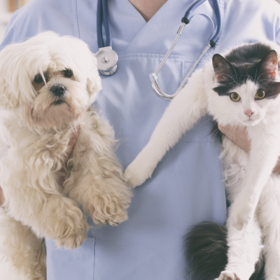 a dog and cat in a vet's pocket