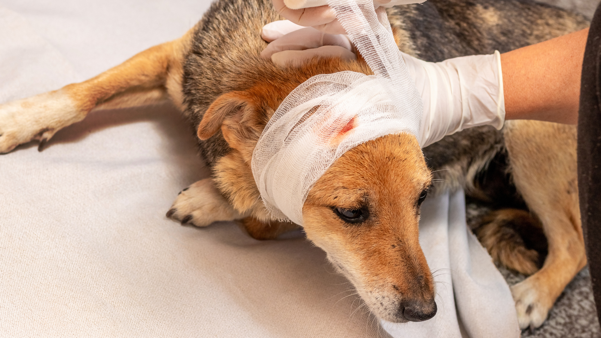 a person putting bandage on a dog's head