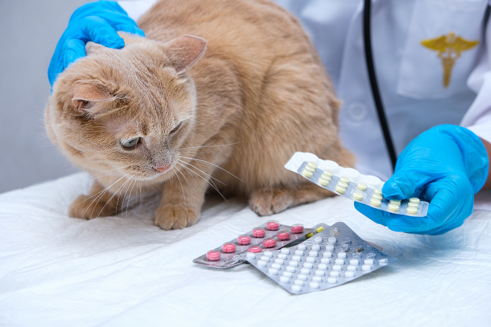 a cat with blue gloves and a blister pack of pills