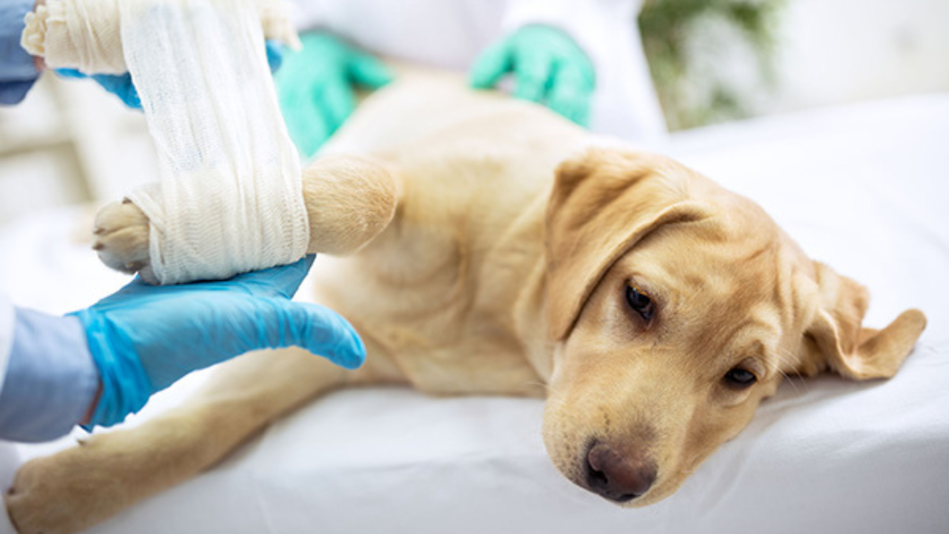 Pet Laceration Repair In Centuria, WI 54824 Interstate Veterinary Hospital