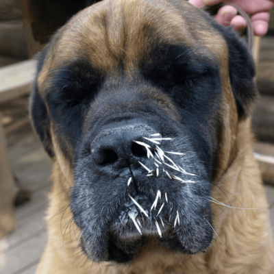 Pet Removal of porcupine quills