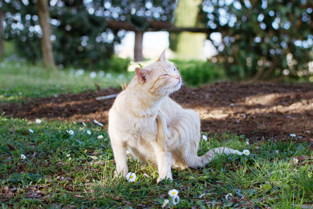 a cat sitting on grass