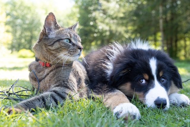 cat and dog sitting together in grass