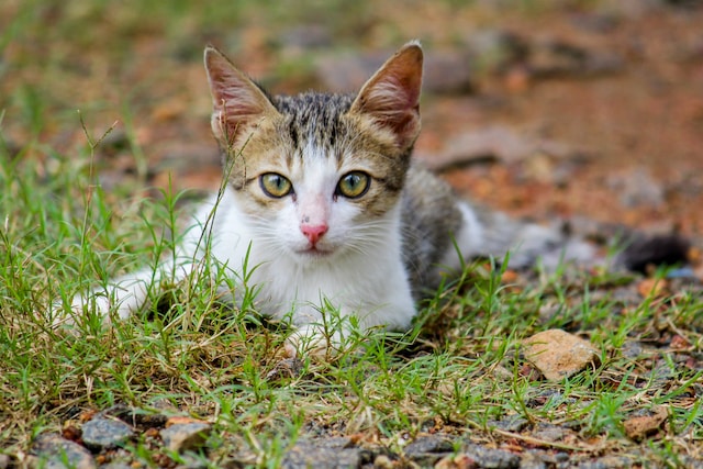 cat sitting on grass