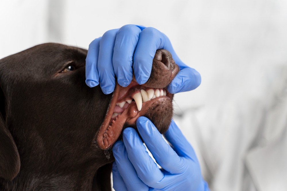 a dog with a dog's teeth