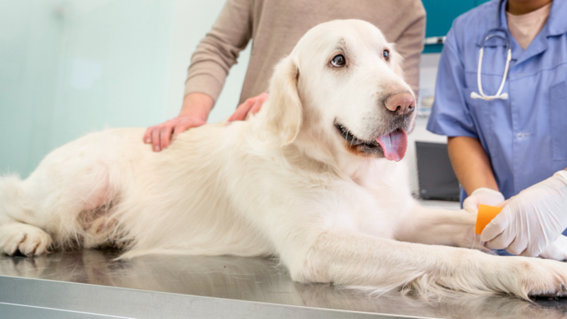 Pet Lump And Mass Removal In Centuria, WI 54824 Interstate Veterinary