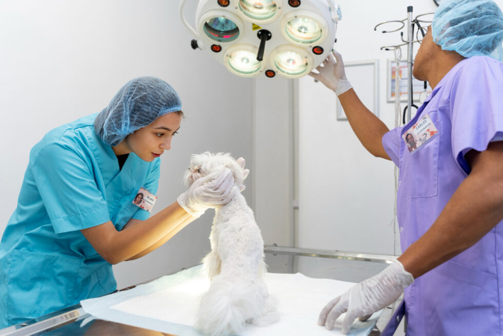 Pet Spays, Neuters, Declaws In Centuria, WI 54824 Interstate Veterinary