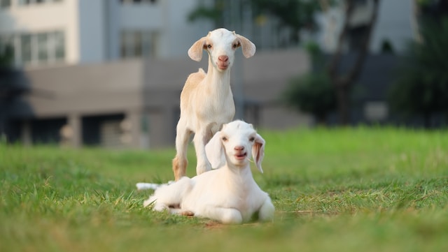 white goats are sitting on grass
