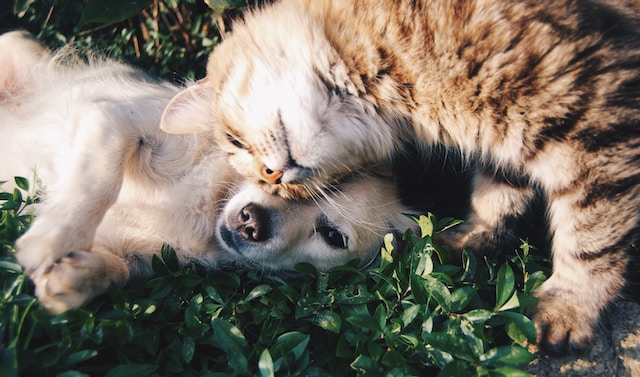 cat and dog lying together in grass