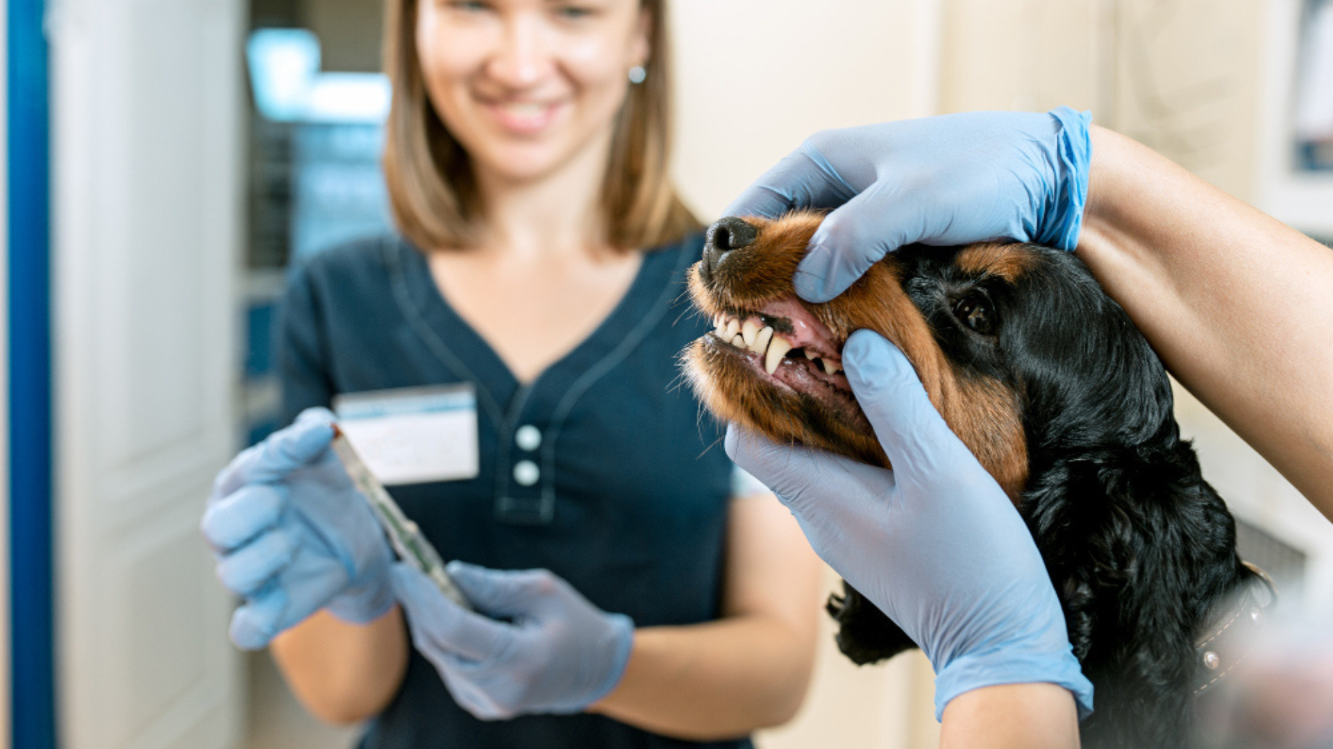 Pet Dental Cleaning And Polishing And Extractions In Centuria, WI 54824