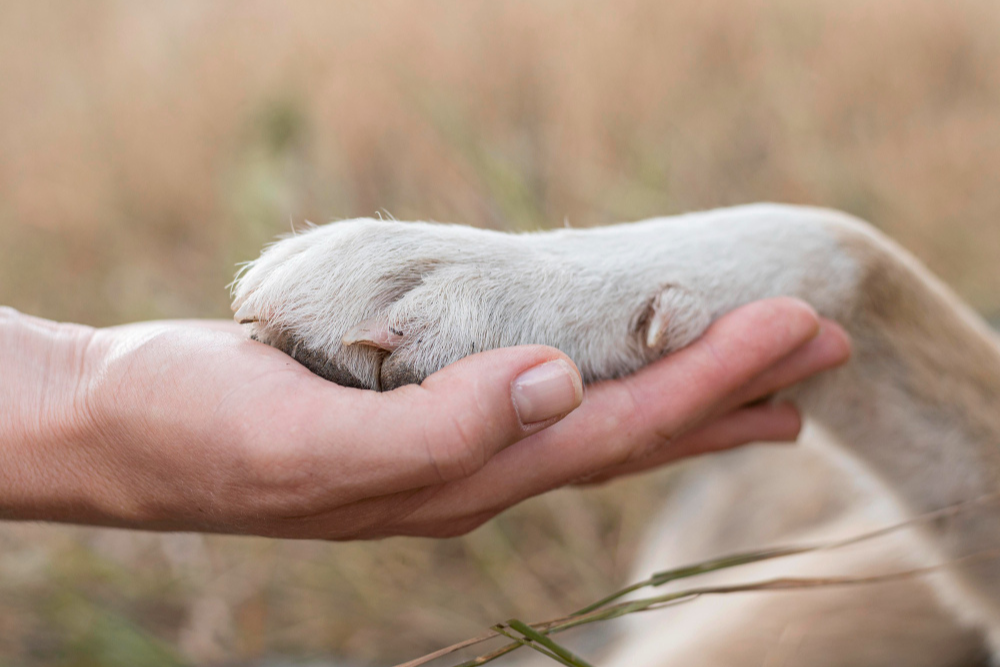 a hand holding a dog paw