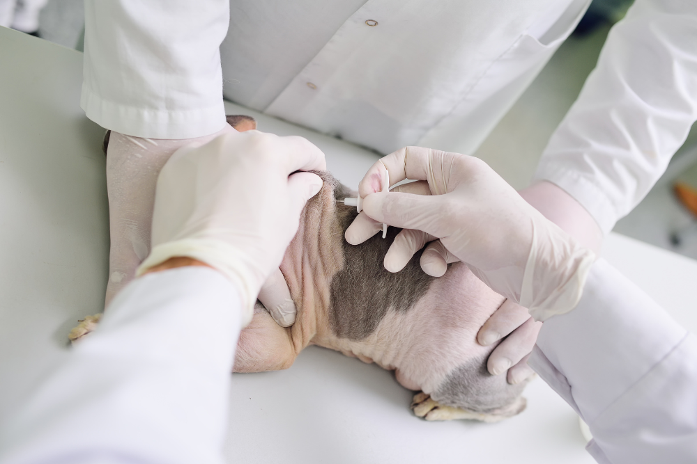 a person in gloves giving an injection to a dog