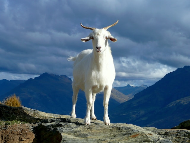 Goat stand on mountain rock